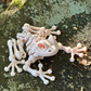 Articulated Frog Skeleton - 3D Printed