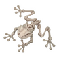 Articulated Frog Skeleton - 3D Printed